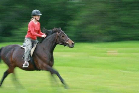 horse and rider