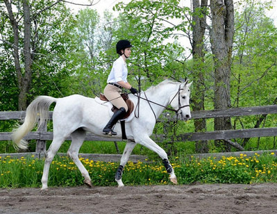 horse and rider