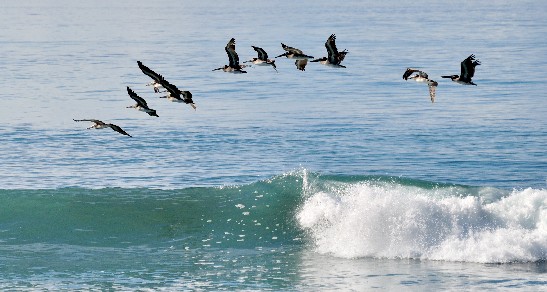 Pelican Costa Rica